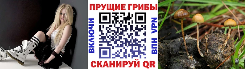 Псилоцибиновые грибы Psilocybine cubensis  Кувшиново 